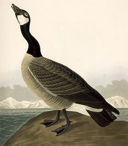 John James Audubon Canada Goose(1)